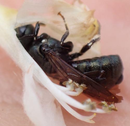 Ceratina sp.